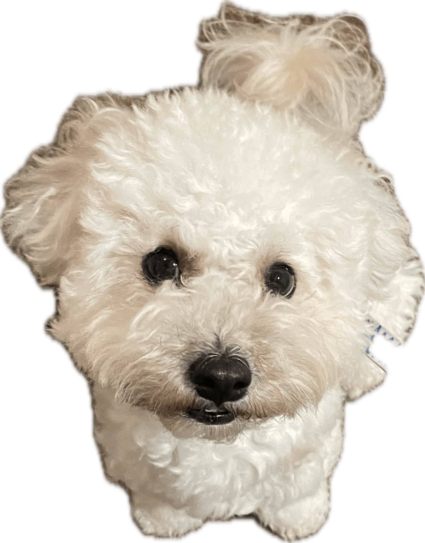 archie's mood today is: nosy